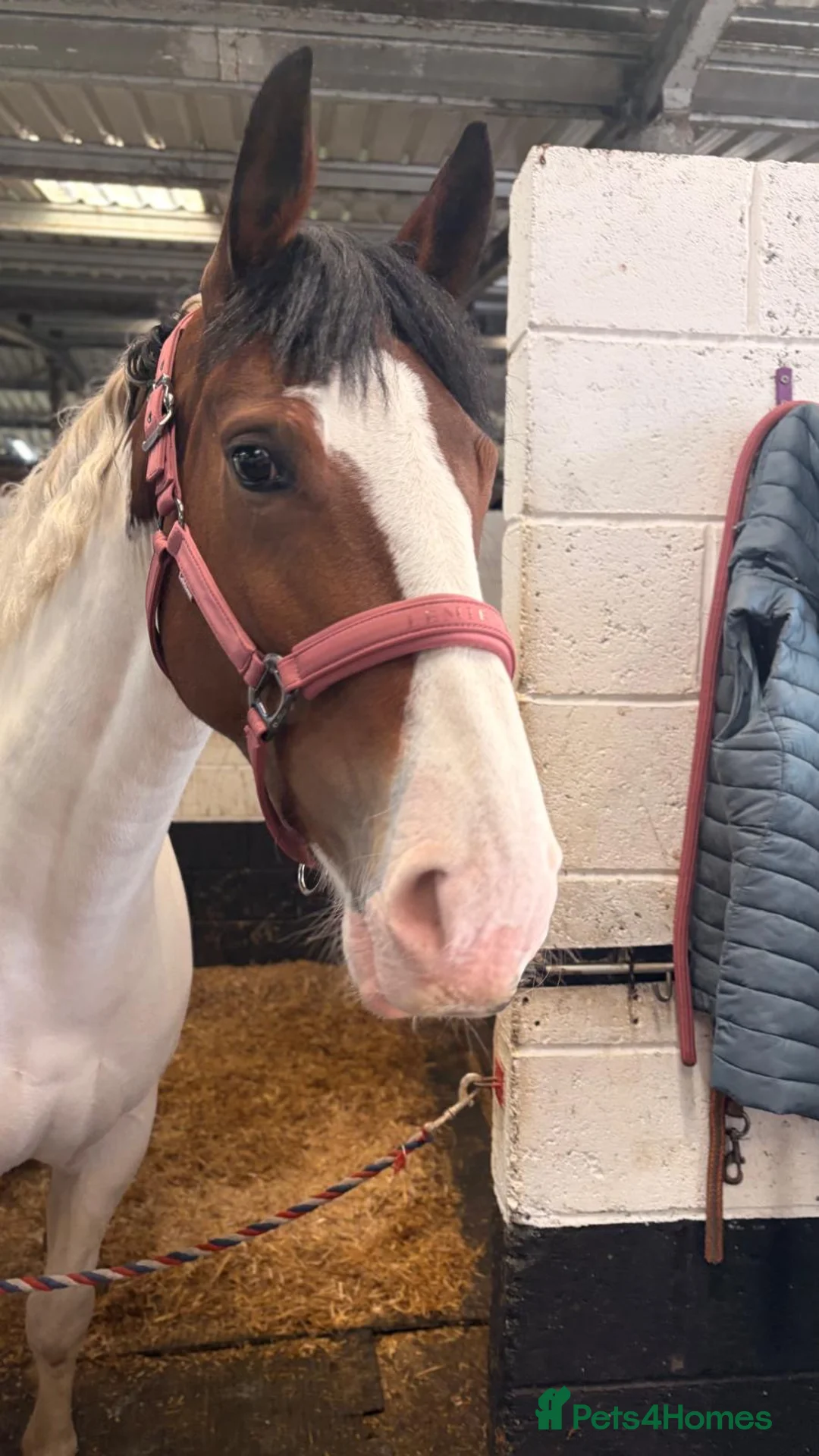 Other Breed horses for sale: Bay tobiano mare - Advert 1