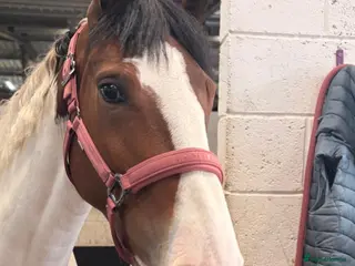 Other Breed horses Bay tobiano mare - Advert 2