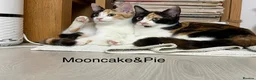 Mixed Breed cats for sale: Bobtail and Ragdoll mixed - Advert 17