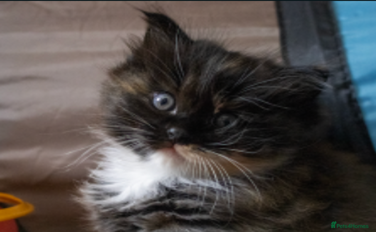 Ragdoll cats - Advert 6
