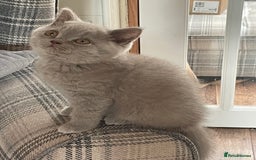 British Shorthair cats for sale: GCCF Reg. Blue and Lilac self boys.  - Image 9