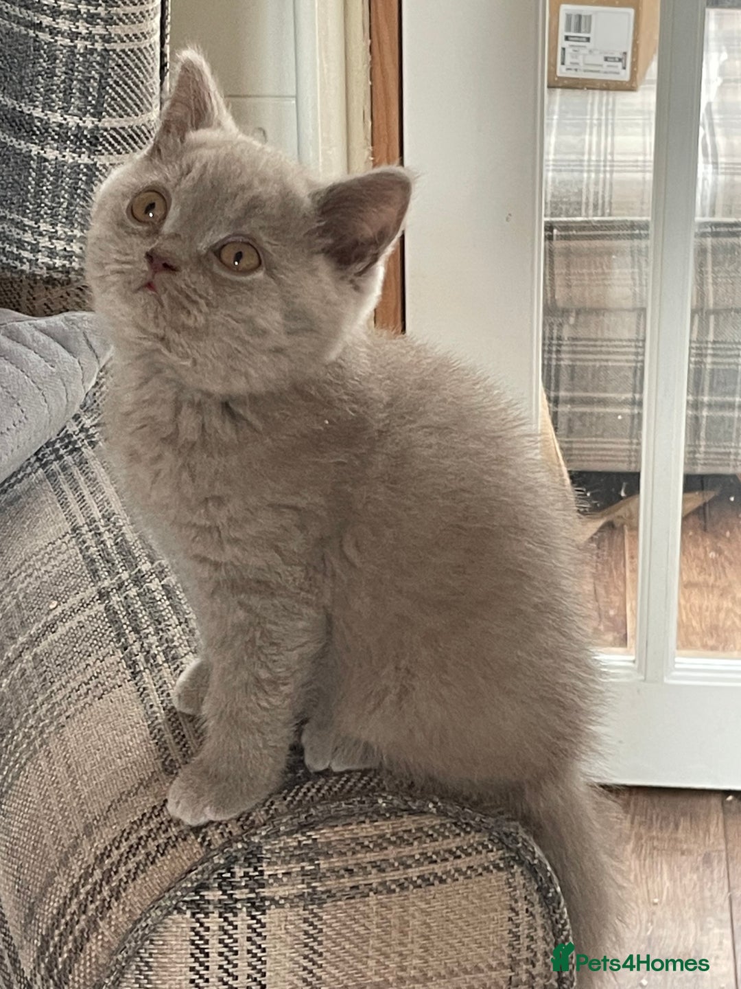 British Shorthair cats for sale: GCCF Reg. Blue and Lilac self boys.  - Image 9