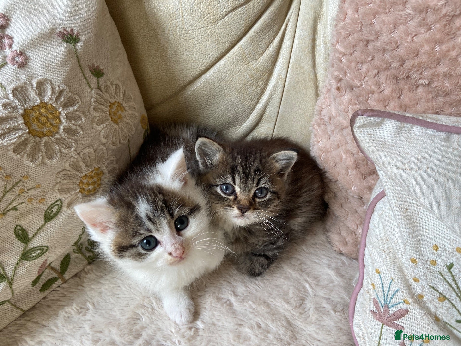 Persian cats Pretty playful friendly kittens - Advert 1