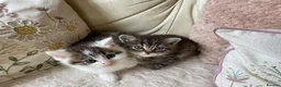 Persian cats for sale: Pretty playful friendly kittens - Advert 1