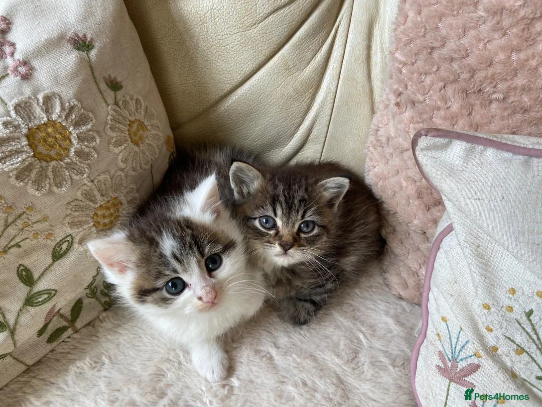 Persian cats for sale: Pretty playful friendly kittens - Advert 1