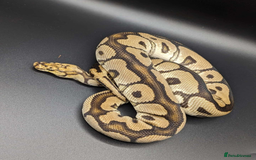 Python Snake reptiles for sale: Royal Pythons  - Image 1