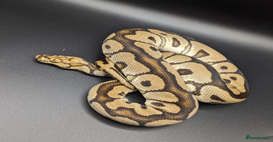Python Snake reptiles - Advert 11