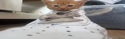 Domestic Shorthair cats for sale: Ginger girl/boy Black girl/boy kittens for sale  in Loughborough - Advert 35