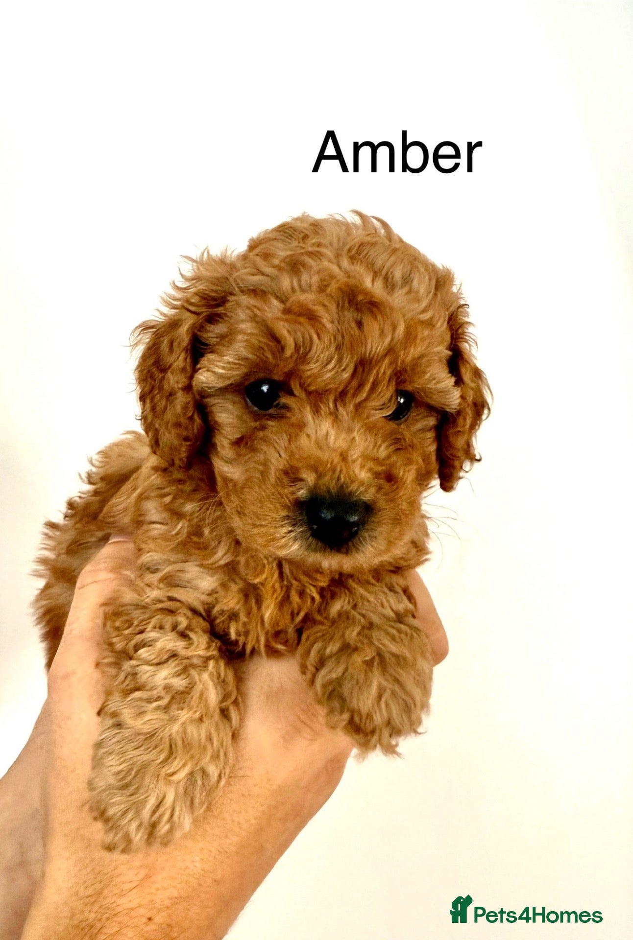 Toy Poodle dogs KC registered/5GEN Pedigree/Champion line/DNAclear - Advert 2