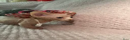 Sphynx cats for sale: Bambino Sphynx kittens  - Advert 16