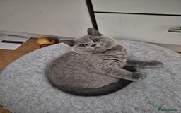 British Shorthair cats for sale: My 3 cute girls are ready to find new family💗  - Image 3