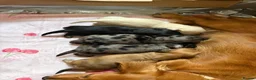 Miniature Dachshund dogs for sale: Long haired miniature dachshund puppies  - Advert 2