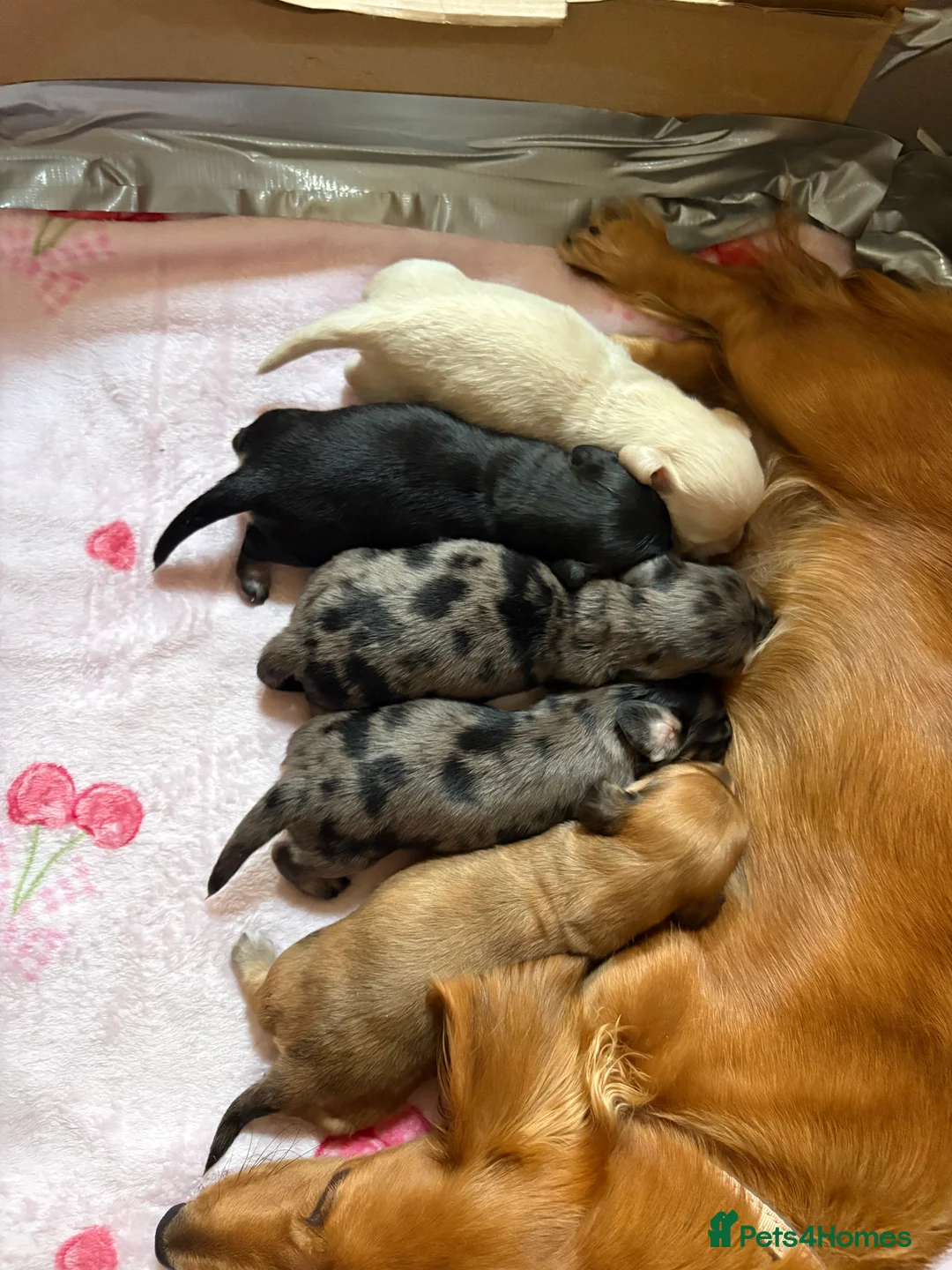 Miniature Dachshund dogs for sale: Long haired miniature dachshund puppies  - Advert 2