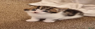 Mixed Breed Kitten 2