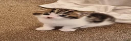 Mixed Breed cats for sale: Adorable kittens - Advert 5