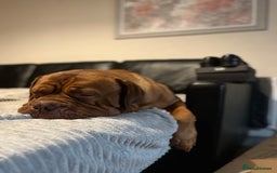 Dogue De Bordeaux dogs for stud: Dogue de Bordeaux For stud Enzo  - Image 11