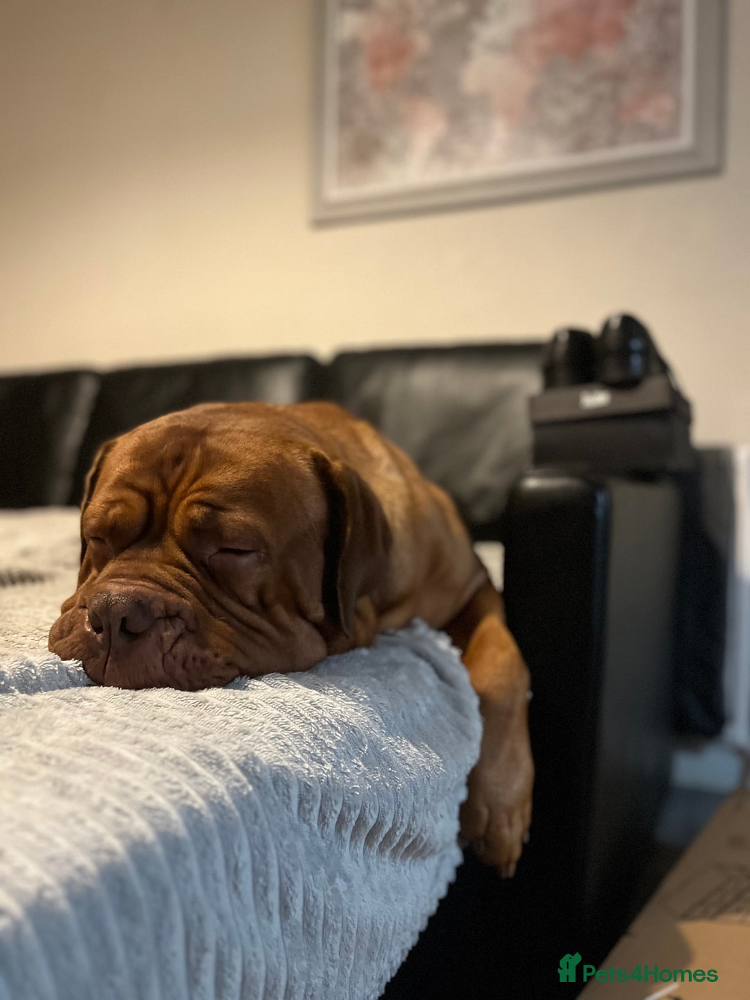 Dogue De Bordeaux dogs for stud: Dogue de Bordeaux For stud Enzo  - Image 11
