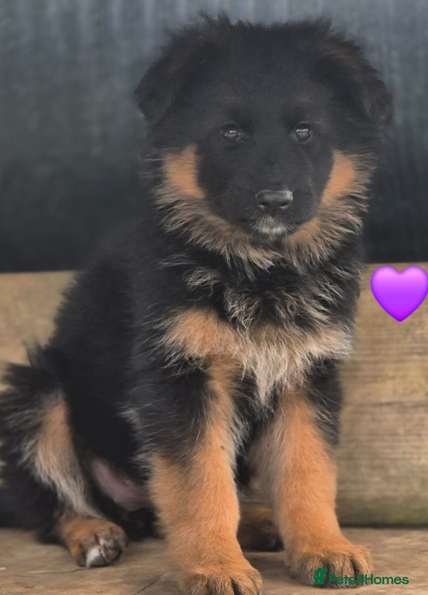 German Shepherd dogs Stunning KC reg long coat German shepherd puppies  - Advert 1
