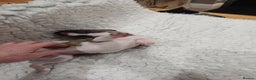 Whippet dogs for sale: KC  REG WHIPPET PUPS - Advert 28