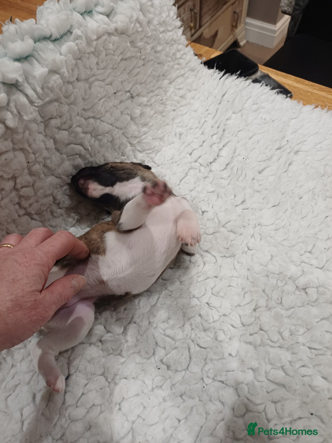 Whippet dogs for sale: KC  REG WHIPPET PUPS - Advert 28