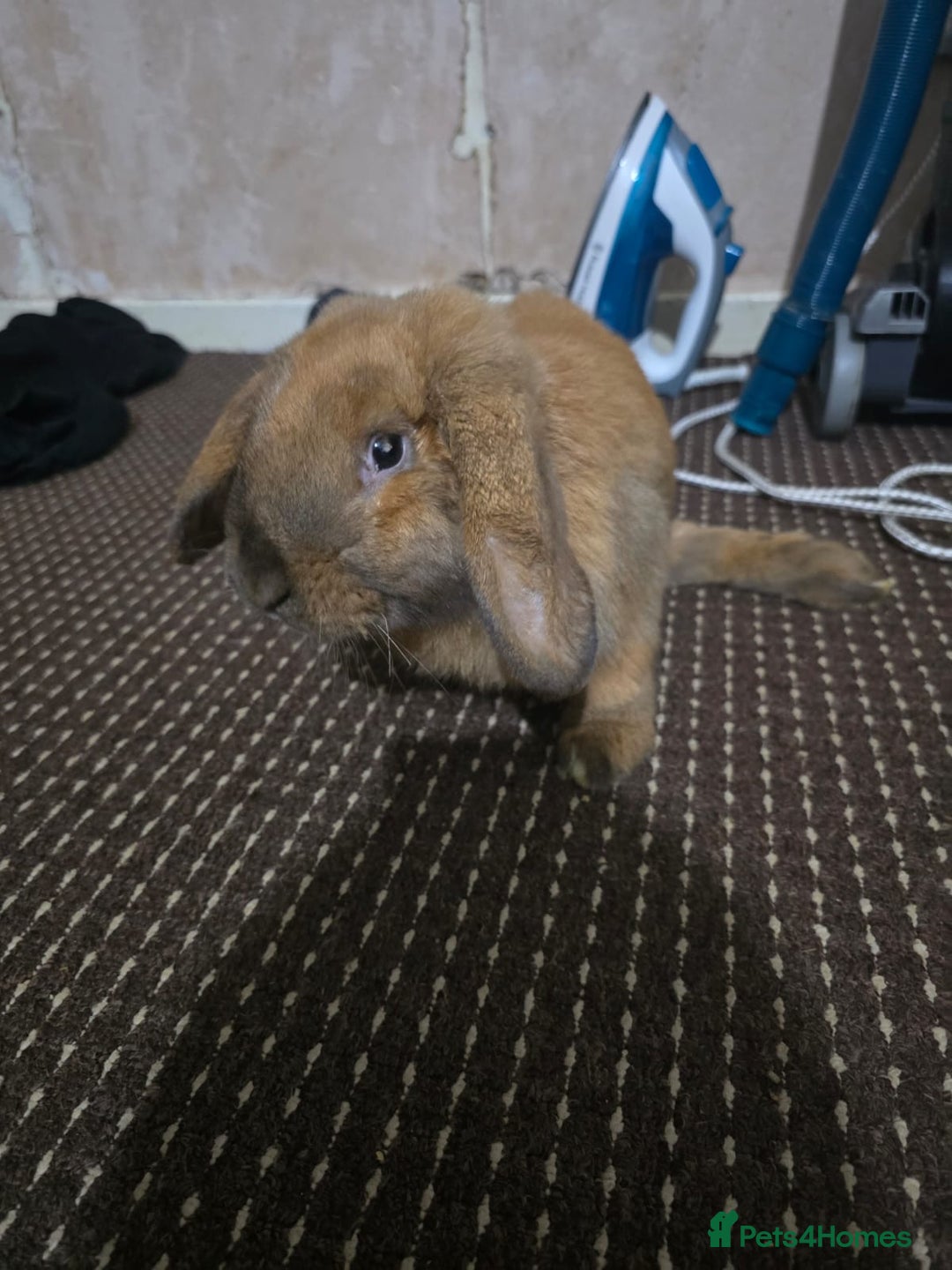 English Lop rabbits for sale: 2 male rabbits who are brothers - Advert 5