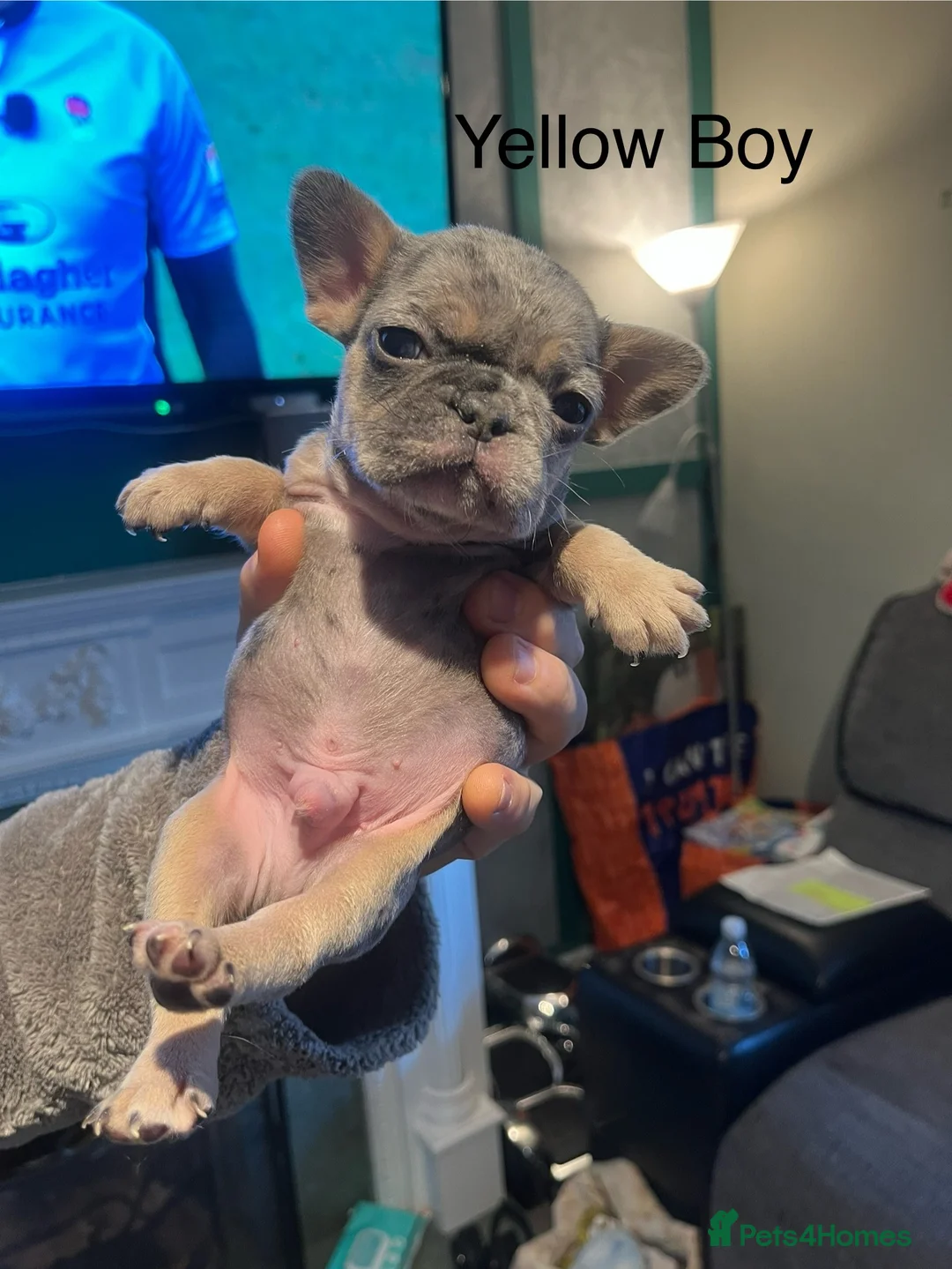 French Bulldog dogs for sale: DWKC Registered French Bulldog puppies for sale - Advert 13