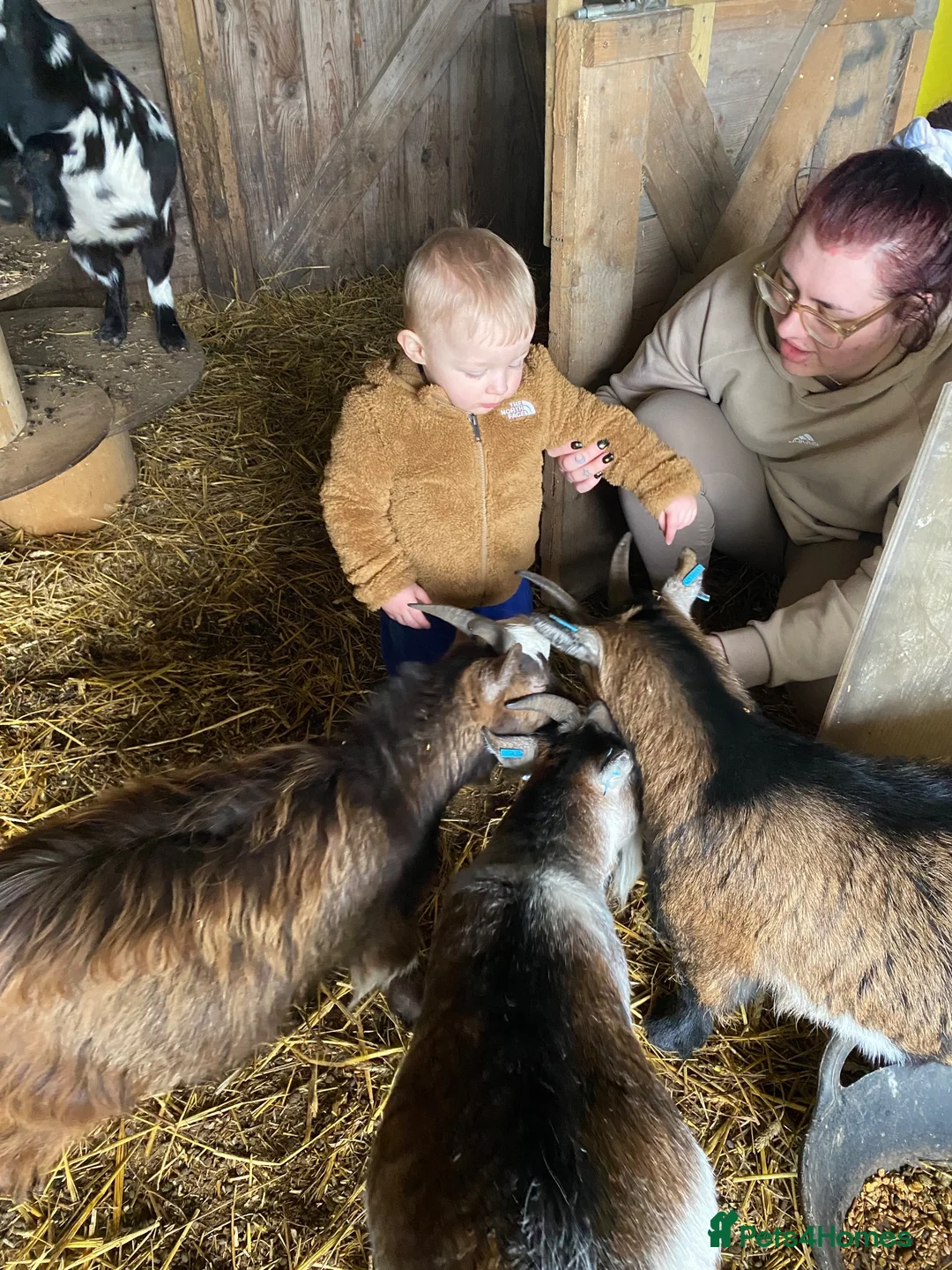 Goats livestock for sale: pygmy goats in Deeside - Advert 2
