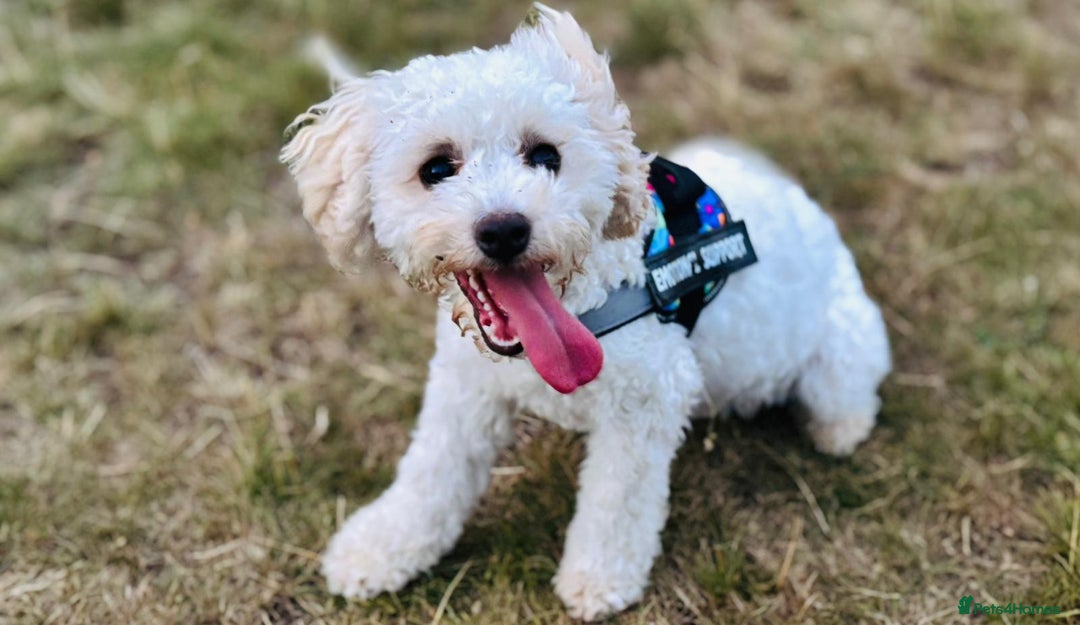 Cockapoo dogs for sale: White female toy cockapoo - Image 1
