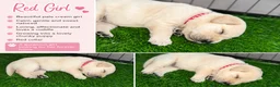 Goldador dogs for sale: Beautiful Goldador Puppies  - Advert 14