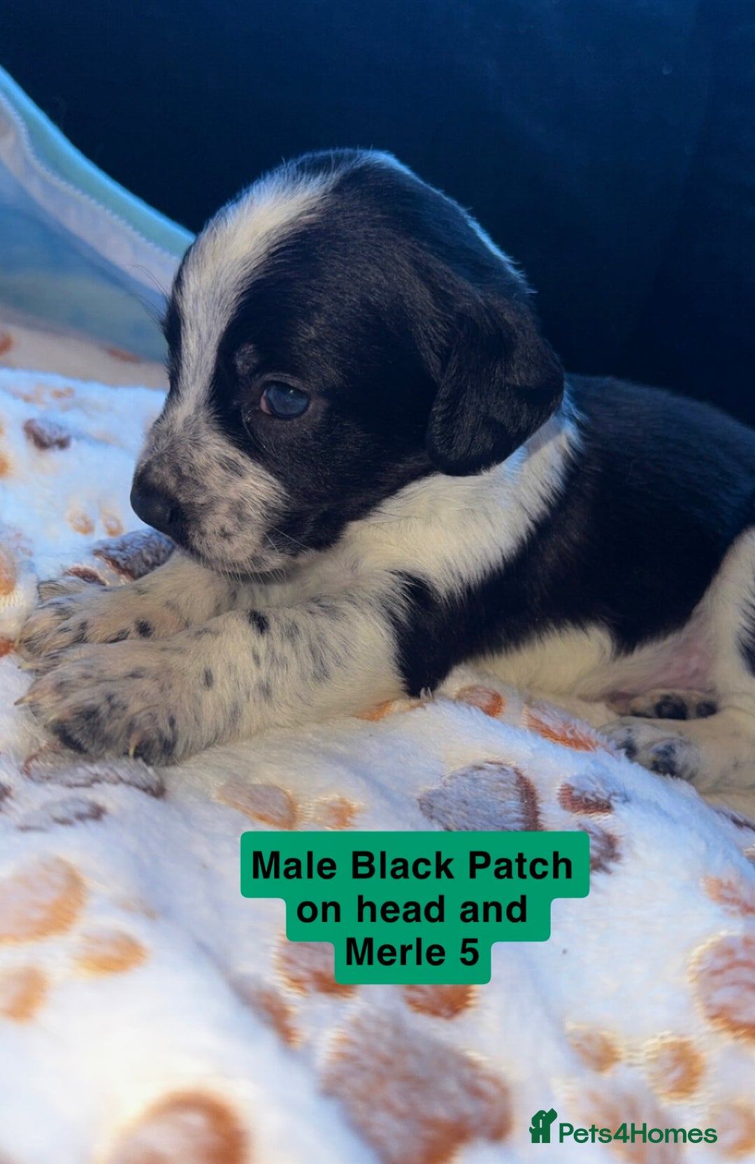 Mixed Breed dogs for sale: BLUE EYED RARE Genetic Merle Sprollies - Advert 8