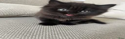 Mixed Breed cats for sale: Persian x british longhaired boy - Advert 2