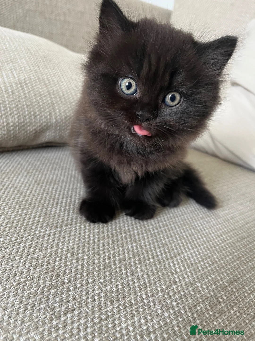Mixed Breed cats for sale: Persian x british longhaired boy - Advert 2