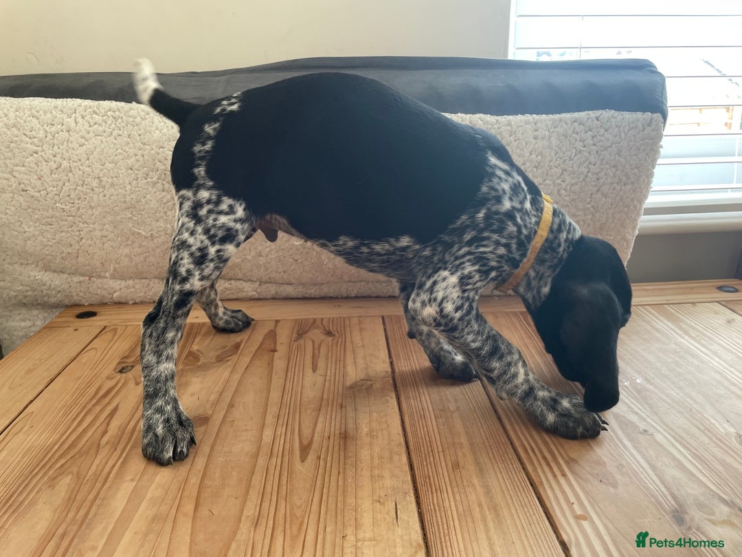 German Shorthaired Pointer dogs for sale: German Shorthaired Pointer Puppies - Image 9