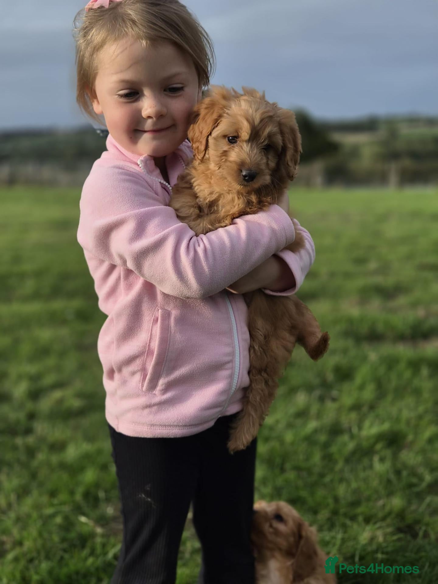 Cockapoo dogs Beautiful litter of F1 cockapoo puppies - Advert 1