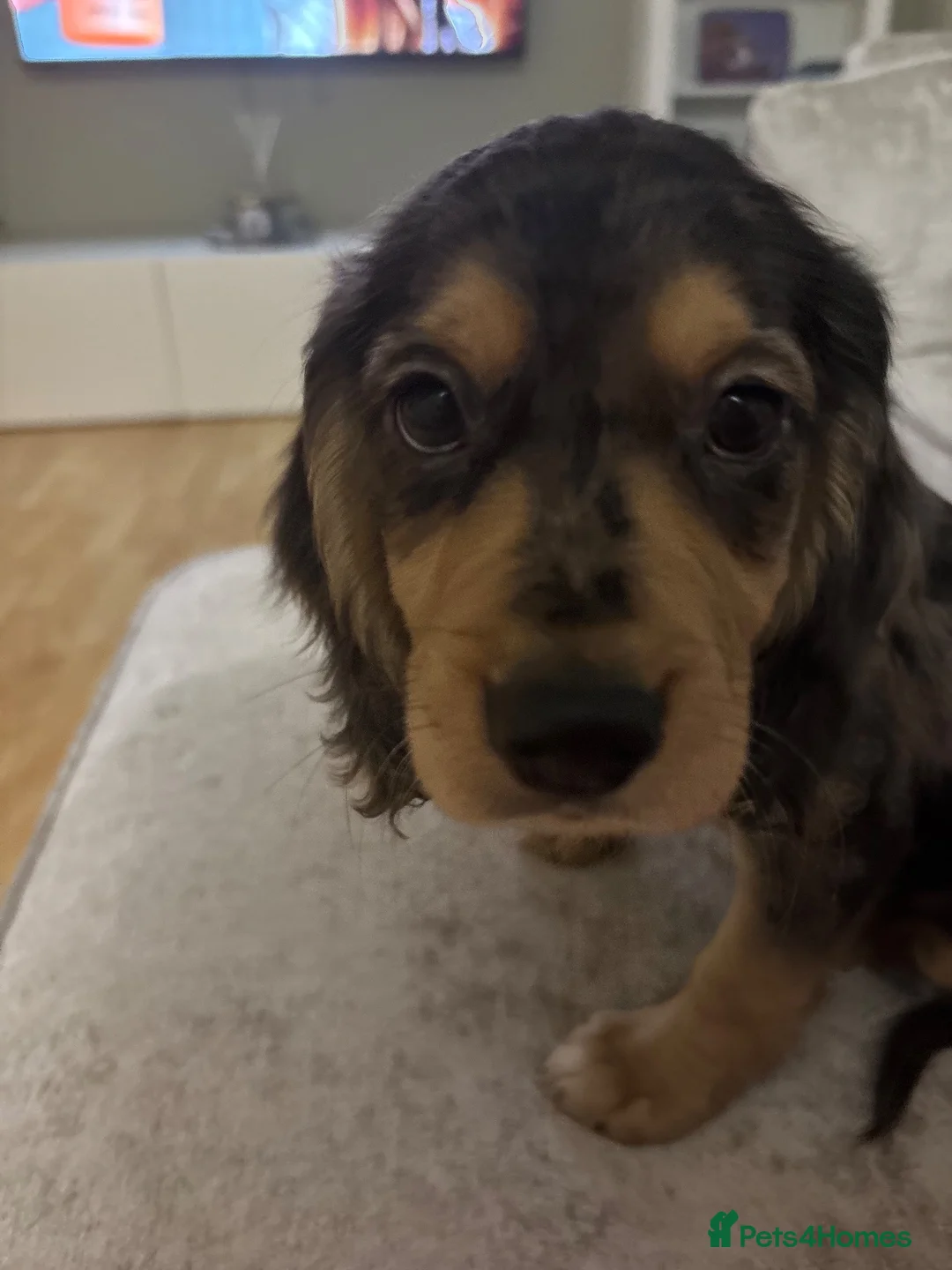 Cocker Spaniel dogs for sale: Cocker spaniel puppy in Lichfield - Advert 2