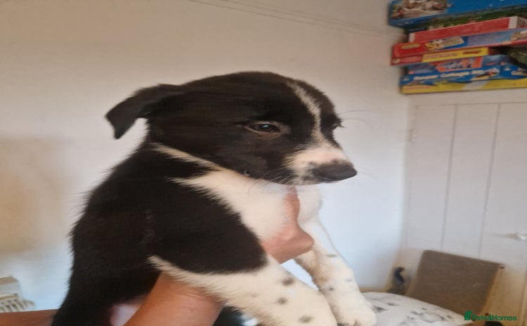 Border Collie dogs - Advert 1