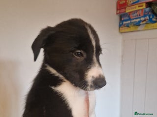 Border Collie dogs - Advert 7