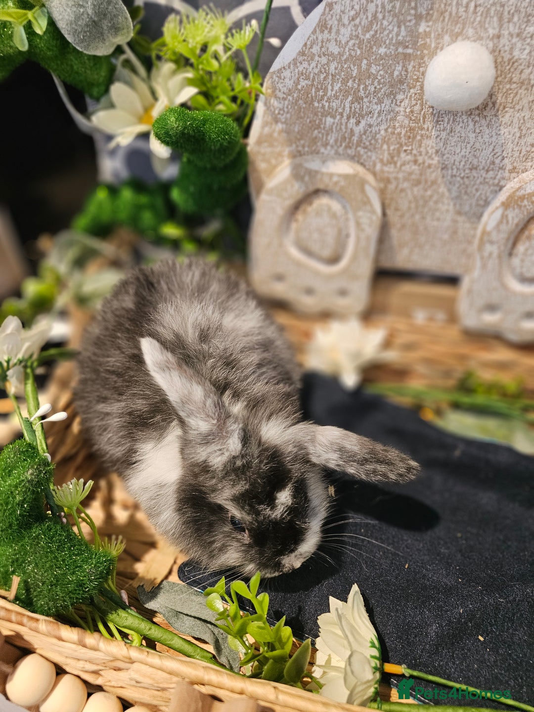 Mini Lop rabbits for sale: Beautiful mini lop babies  - Advert 11