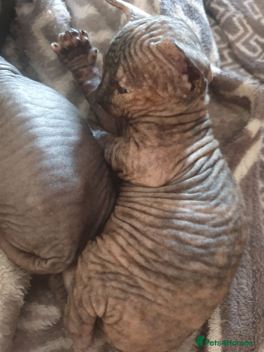 Sphynx cats for sale: Sphynx kittens  - Image 5