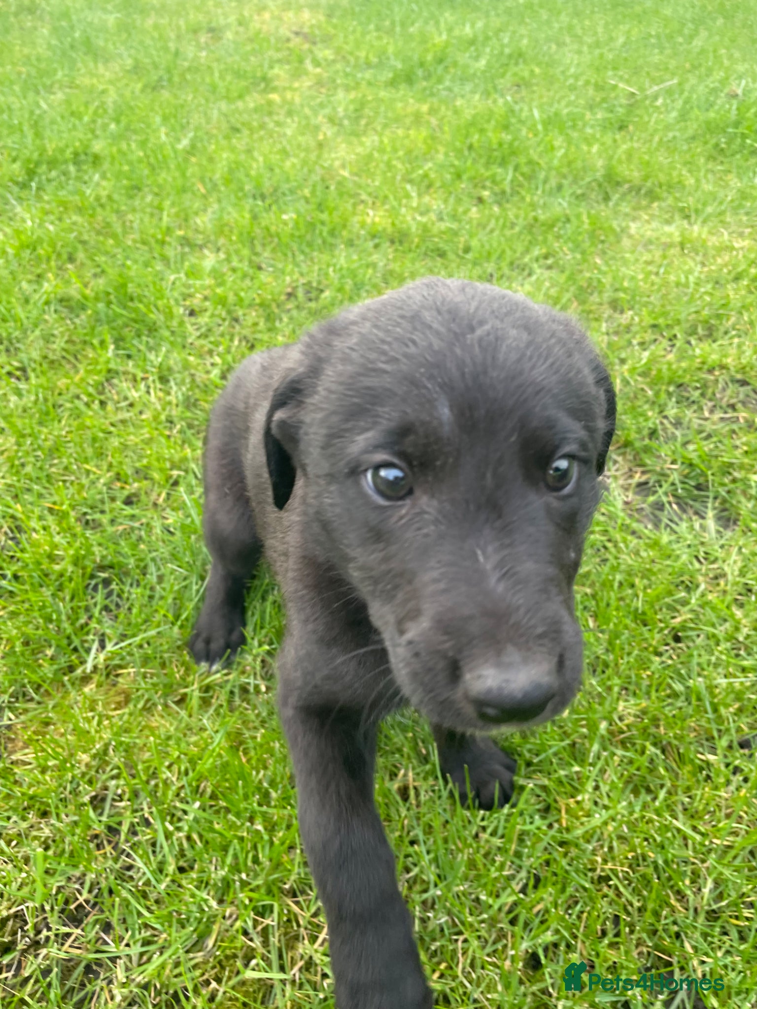 Mixed Breed dogs 3/4greyhound1/4 bedlington - Advert 12