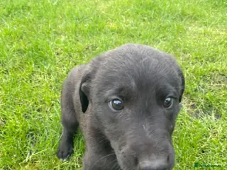 Mixed Breed dogs 3/4greyhound1/4 bedlington - Advert 12