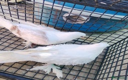 Pigeons birds for sale: Pigeon and chicken for sale - Image 19