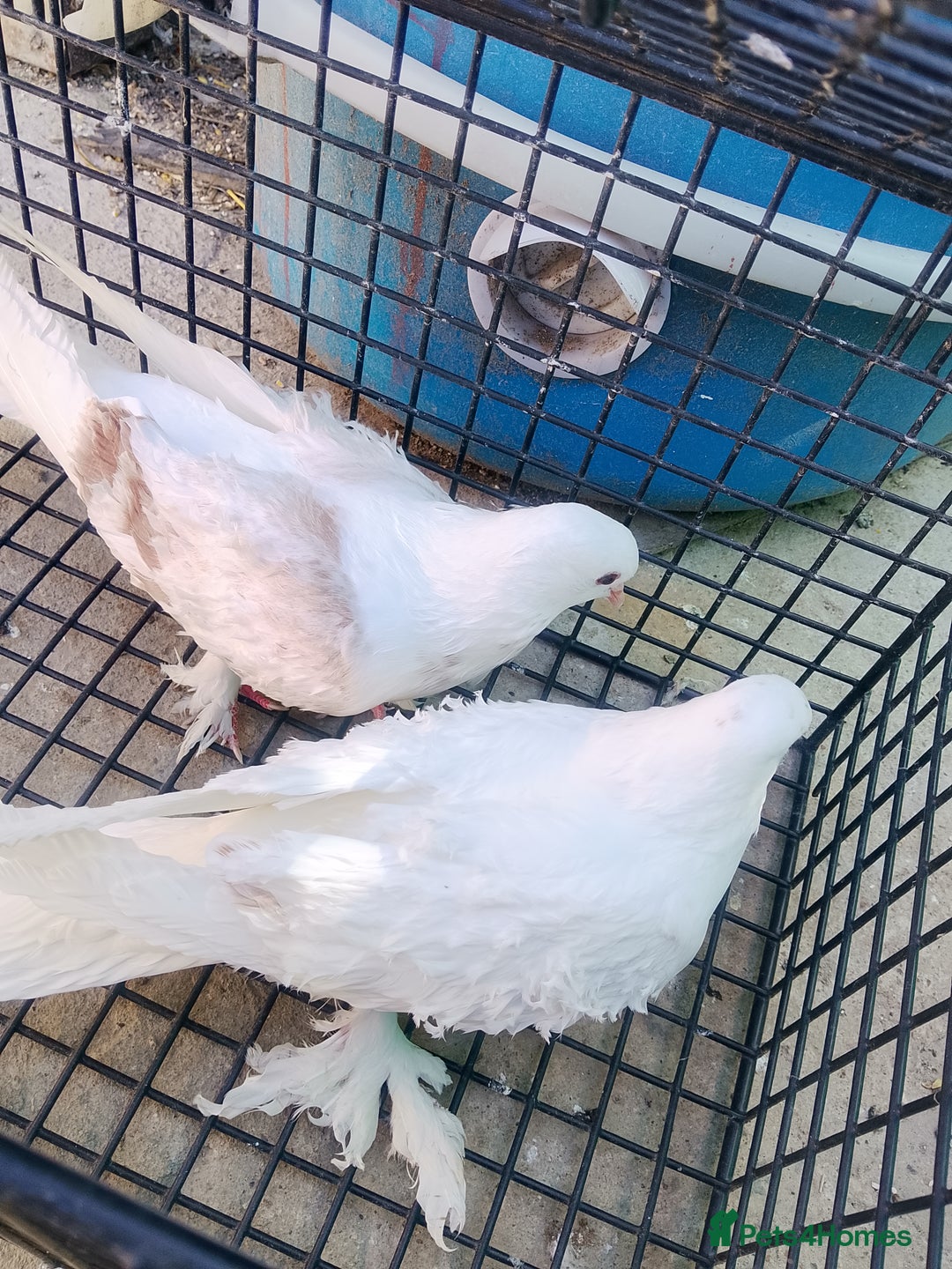 Pigeons birds for sale: Pigeon and chicken for sale - Image 19