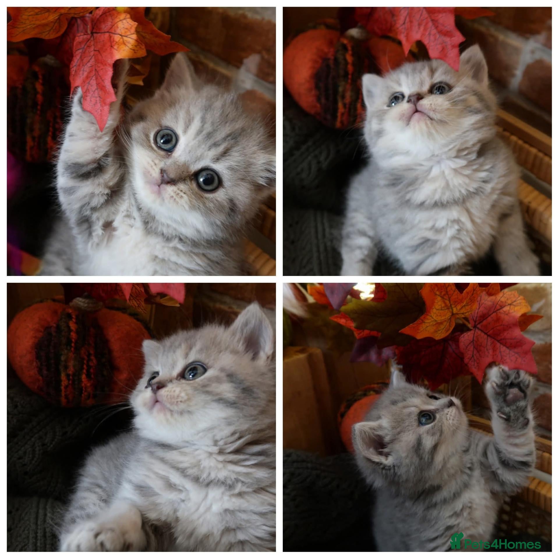 British Shorthair cats ✨️ kittens coming soon ✨️ - Advert 11