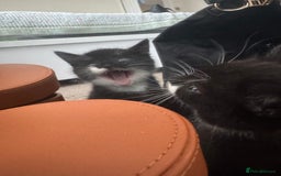 Bombay cats for sale: Cute Kittens for sale  - Image 3