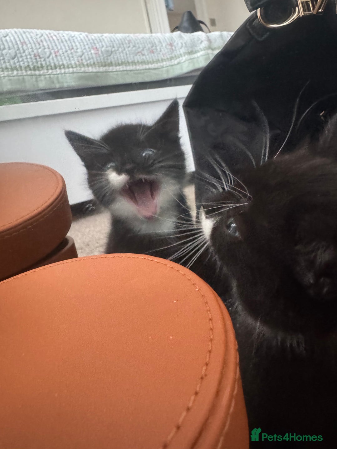 Bombay cats for sale: Cute Kittens for sale  - Image 3