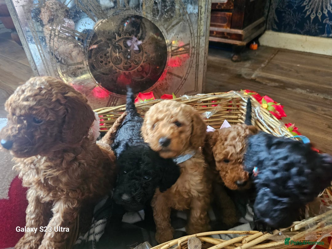 Miniature Poodle dogs for sale: Kc reg outstanding miniature Poodles in Stourbridge - Image 26
