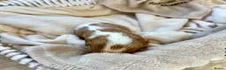 Cavalier King Charles Spaniel dogs for sale: Clearviews Classic Cavalier King Charles Spaniels - Advert 22