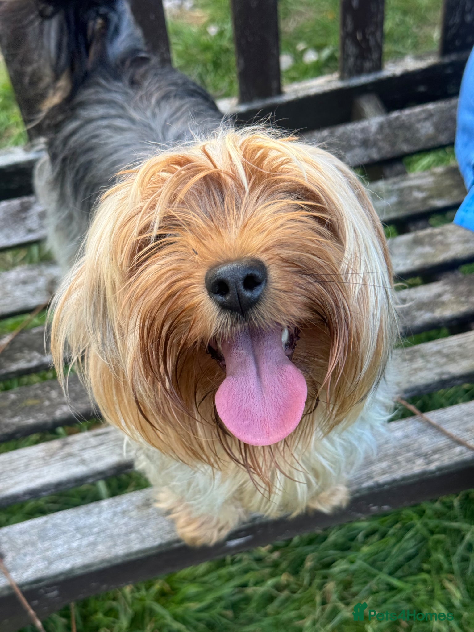 Yorkshire Terrier dogs Harlequin  - Advert 12