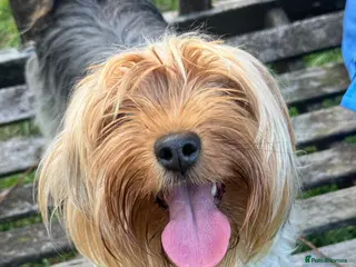 Yorkshire Terrier dogs Harlequin - Advert 12